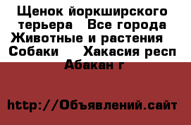 Щенок йоркширского терьера - Все города Животные и растения » Собаки   . Хакасия респ.,Абакан г.